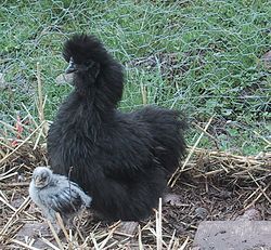 A_fuzzy_baby_chicken_and_its_mom.jpg